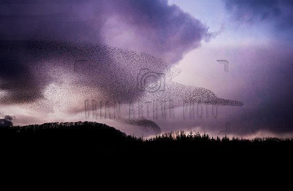 Starling Murmurations Fedamore 112 P E 2