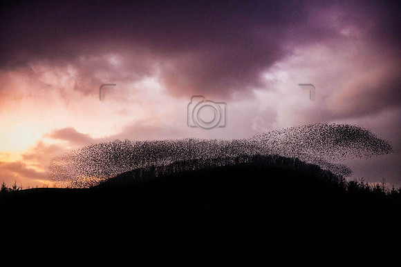 Starling Murmurations Fedamore 003