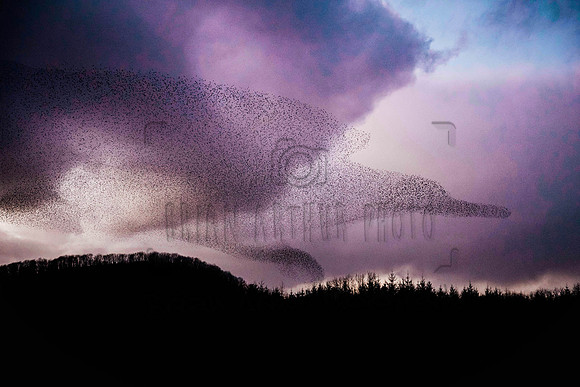 Starling Murmurations Fedamore Print002 2