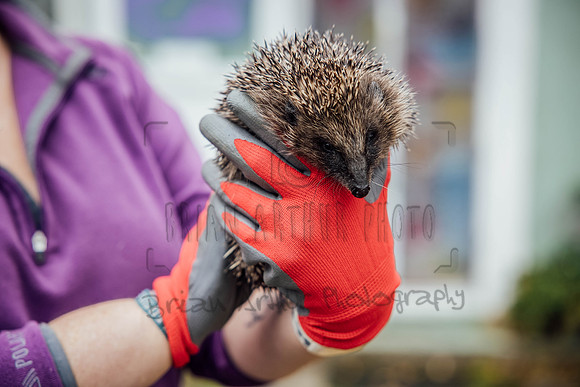 Hogsprickle Hedgehog Clare 001