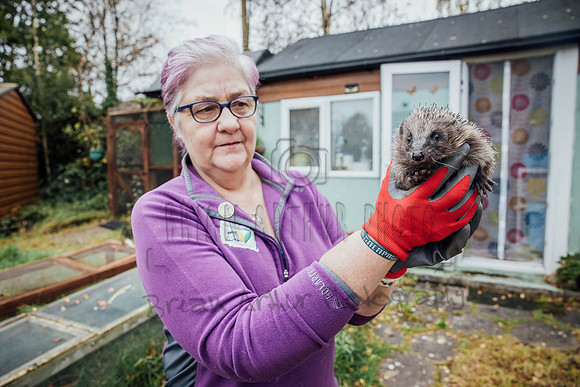 Hogsprickle Hedgehog Clare 005