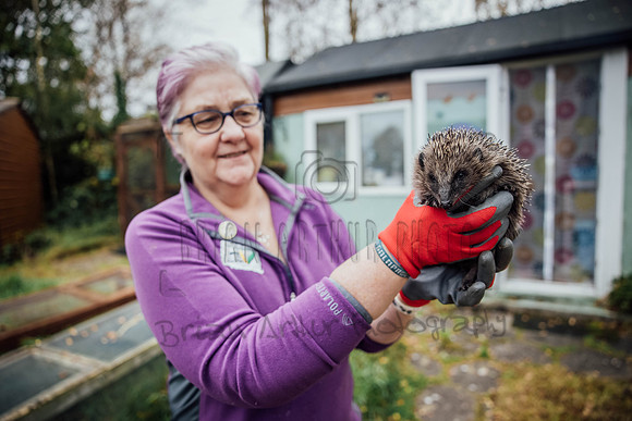 Hogsprickle Hedgehog Clare 004