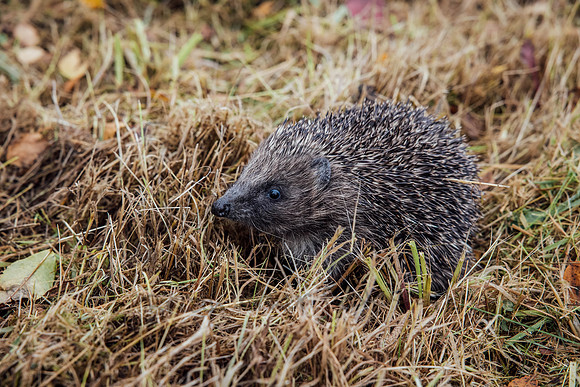Hogsprickle Hedgehog Clare 007