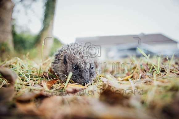 Hogsprickle Hedgehog Clare 008