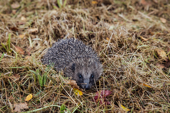 Hogsprickle Hedgehog Clare 006