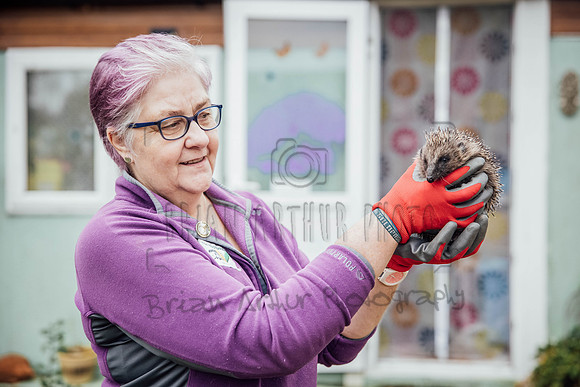 Hogsprickle Hedgehog Clare 002