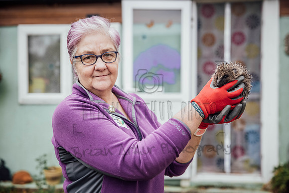 Hogsprickle Hedgehog Clare 003