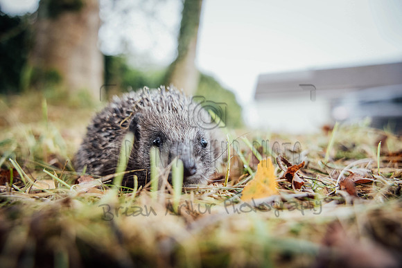 Hogsprickle Hedgehog Clare 013