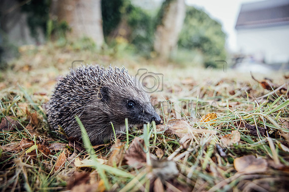 Hogsprickle Hedgehog Clare 011
