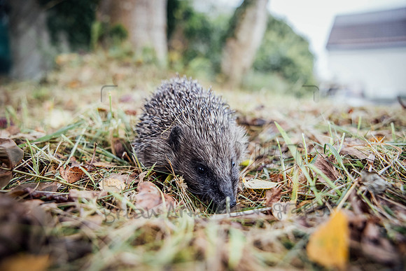 Hogsprickle Hedgehog Clare 012