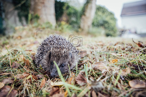 Hogsprickle Hedgehog Clare 010