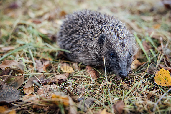 Hogsprickle Hedgehog Clare 015