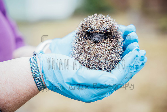 Hogsprickle Hedgehog Clare 018