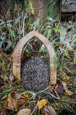 Hogsprickle Hedgehog Clare 017