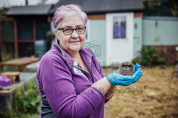Hogsprickle Hedgehog Clare 020