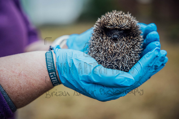 Hogsprickle Hedgehog Clare 019