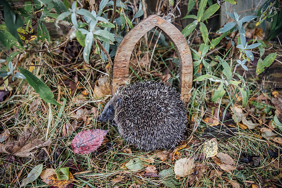 Hogsprickle Hedgehog Clare 016