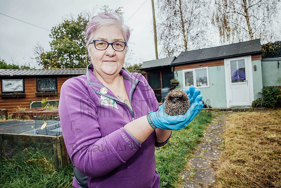 Hogsprickle Hedgehog Clare 021
