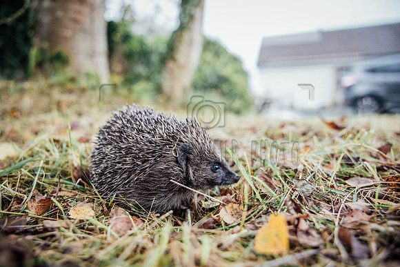 Hogsprickle Hedgehog Clare 014