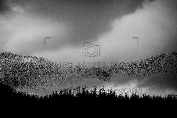 Starling Murmurations Fedamore 001