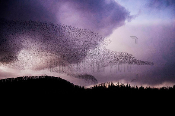 Starling Murmurations Fedamore 002 2